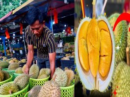 मलेसियामा फलहरुको राजा मानिने डुरियनको मुल्य यस् वर्ष एकदमै धेरै सस्तो।